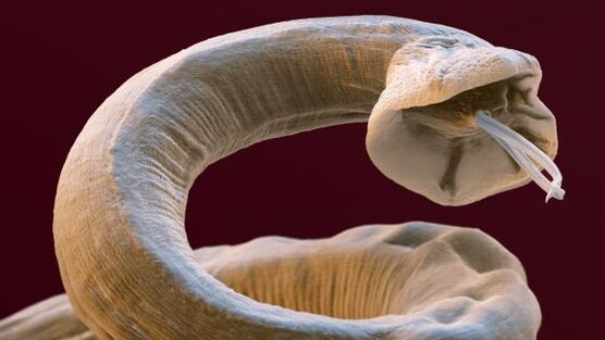 Parasiten innerhalb einer Person